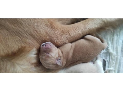 Orjinal ırk baby face golden retriever yavruları