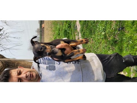 Safkan ırk garantili pinscher yavrular