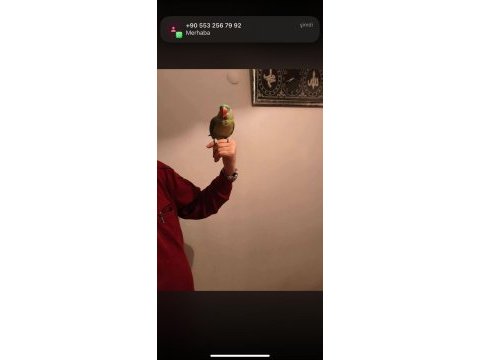 Acil satılık alexander papağanı