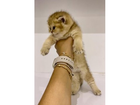 Safkan golden ny11 dişi british shorthair