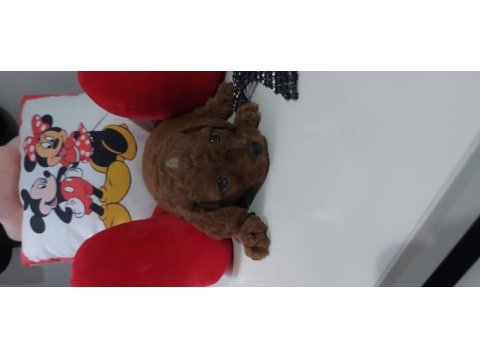 Safkan red brown toy poodle bebekler