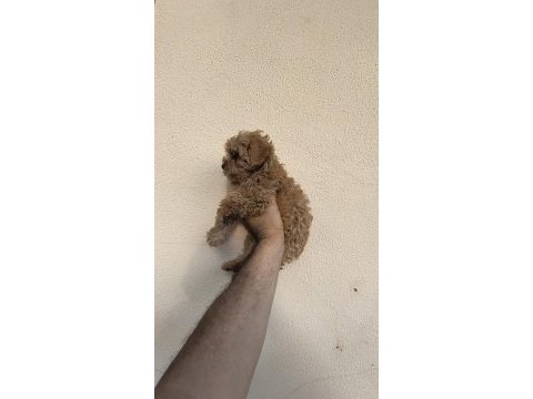 Maltipoo cinsi yavrular
