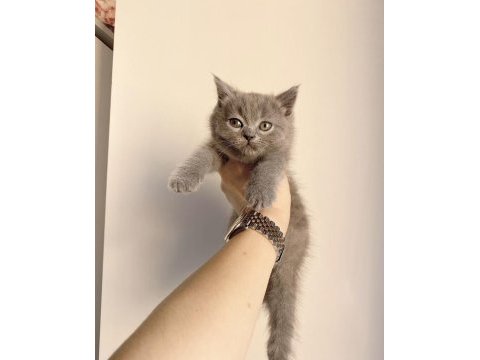 Sahiplendirme british shorthair