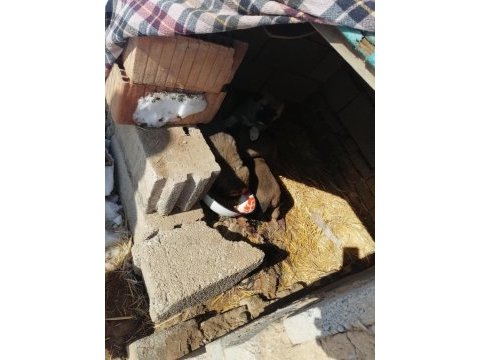 5 adet yavru kangal 3 erkek 2 dışı