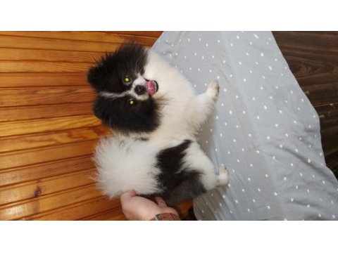 1 yaş party color erkek pomeranian