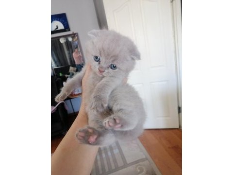 Scottish fold yavru antalya