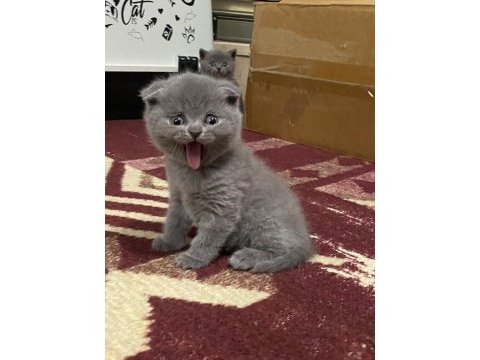 Yavru scottish fold