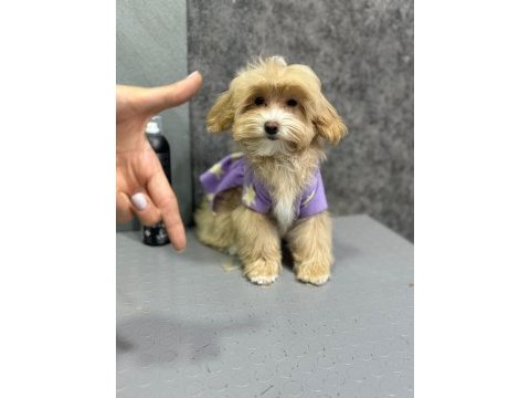 Ruhsatli çiflikten özel maltipoo yavrulari ıstanbul