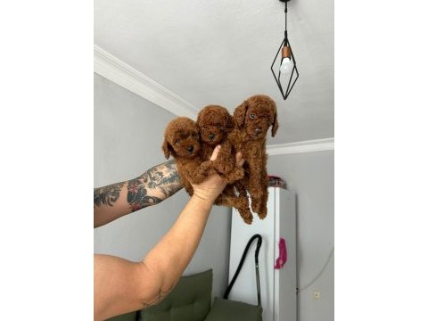 Kore red poodle