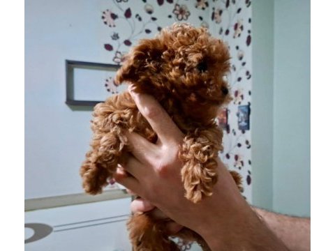 2 aylık toy poodle