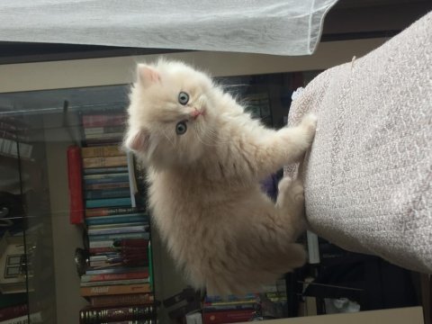 Acil sahiplendirme british longhair