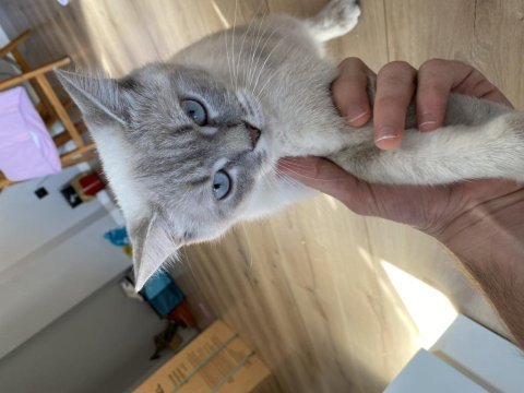 1.5 yaşında dişi british shorthair