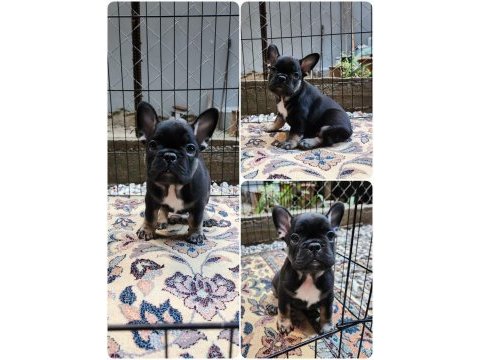 Sevimli french bulldog yaramazlar