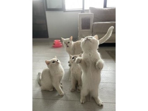3 aylık british shorthair dişi yavrularım