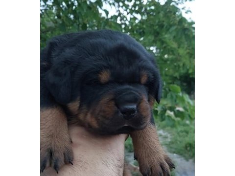 Irk garantili rottweiler yavruları