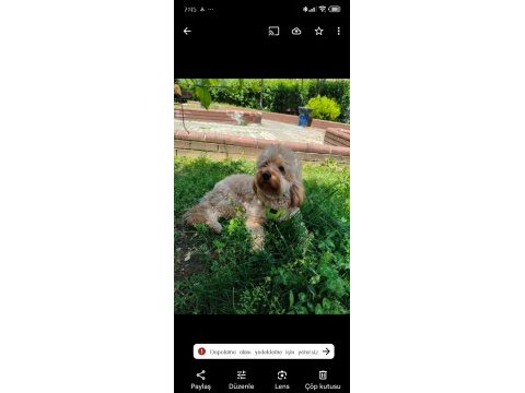 Cockapoo 1.5 yaşında erkek