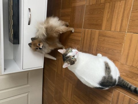 Pomeranian spitz