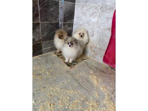 Pomeranian sevgililer gününe özel kampanya