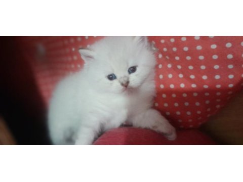 British shorthair beyaz yavru