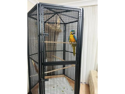 10 aylık macaw papağanımız