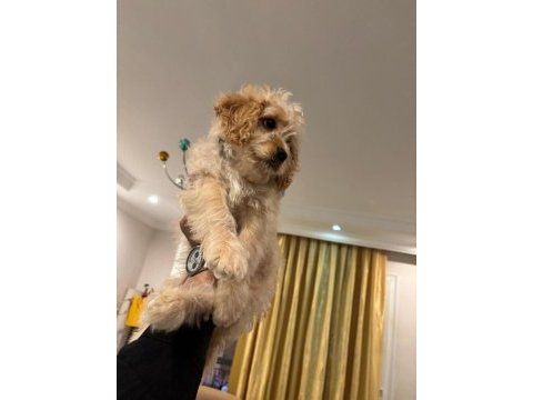 Maltipoo erkek 3 aylık f2