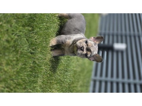 Renkli gözlü ev ortamında bakılan french bulldog yavrularım