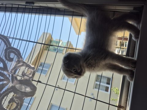 Dünyalar güzeli lilac dişi uygun scottish fold latte