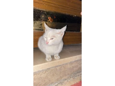 Yavru kedimiz 2 aylık