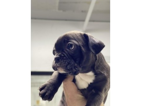 French bulldog 60 günlük
