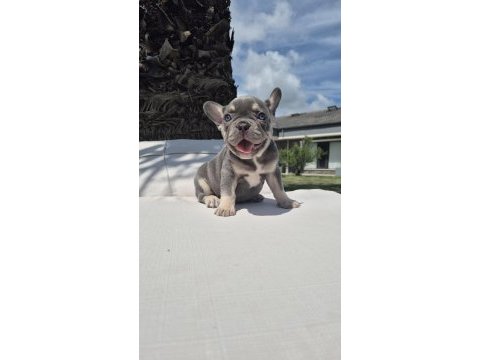 French bulldog yavruları istanbul