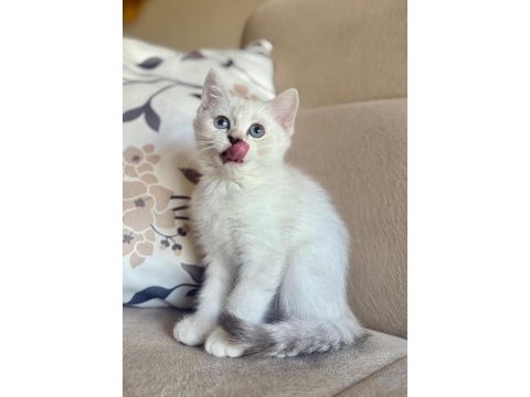 Orijinal safkan british shorthair