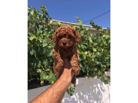 Toy poodle ve kore poodle en küçük boy yavrular