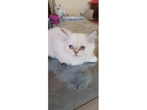 British longhair kedimiz