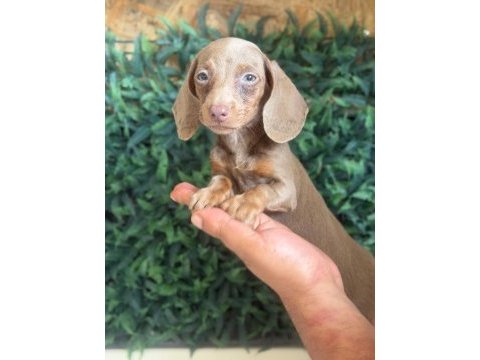 İsabella mini dachshund tr de tek