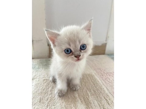 British shorthair blue point 45 günlük