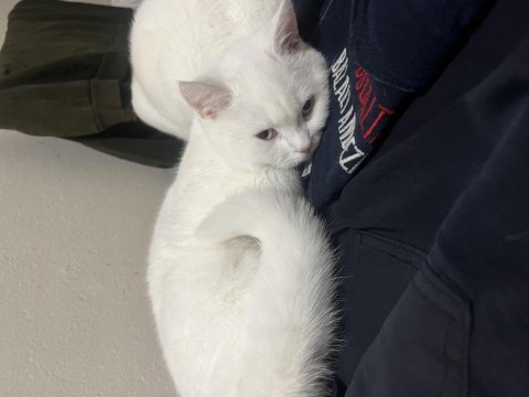 British shorthair teslime hazır