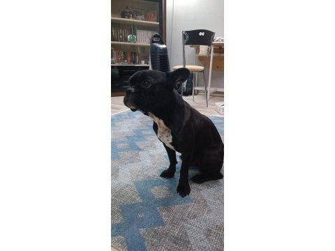 1.5 yaşında zeus a yeni aile arıyoruz french bulldog