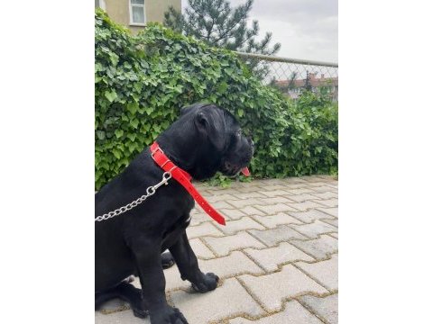 Scr li cane corso