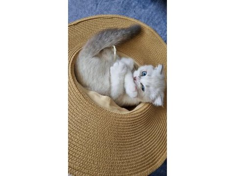 Scottish fold 2 aylık