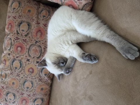 British shorthair blue point dişi yavru