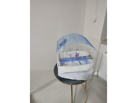 Mavi erkek muhabbet kuşu
