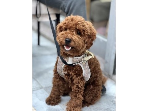 Kucak aşığı sevecen toy poodle