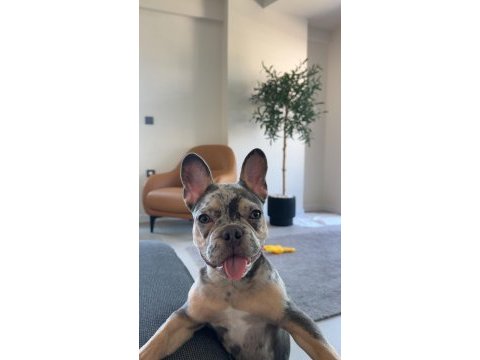 7 aylık french bulldog özel renk
