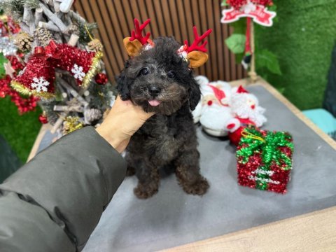 Silver toy poodle