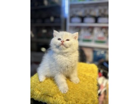 Safkan british shorthair 2 aylık