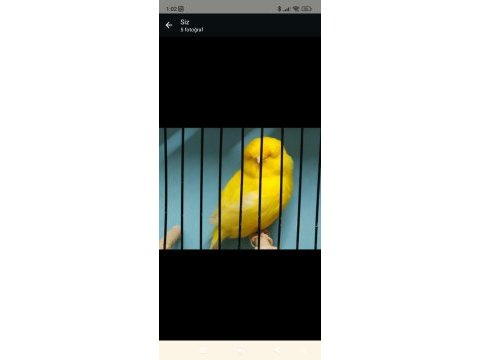 Harika tepeli gloster kanaryalar