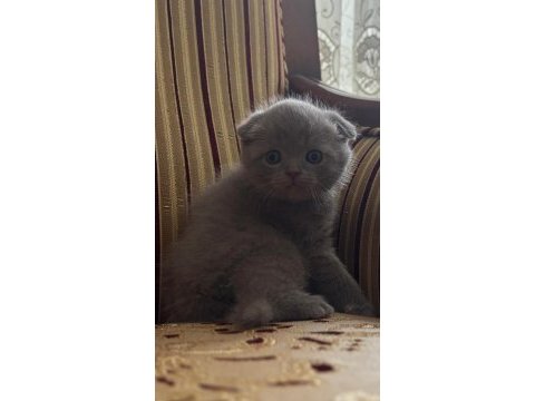 Kediler 55-60 günlük oldukları zaman verilecektir