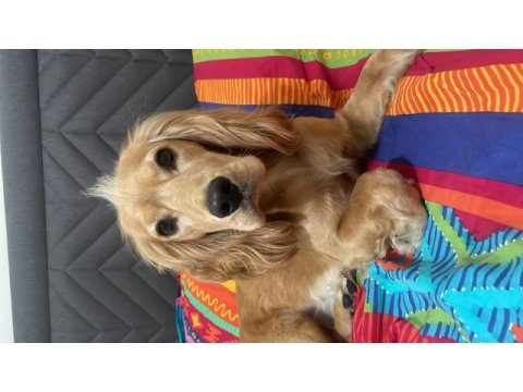 1 yaşında ingiliz cocker alvin