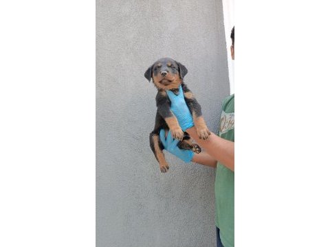 Rottweiler yavrular