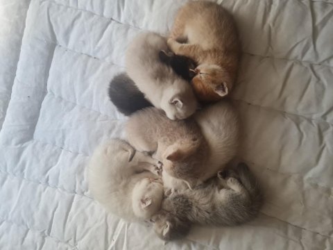 7 kardeş kedimizi sahiplendirme 1 erkek 6 dişi